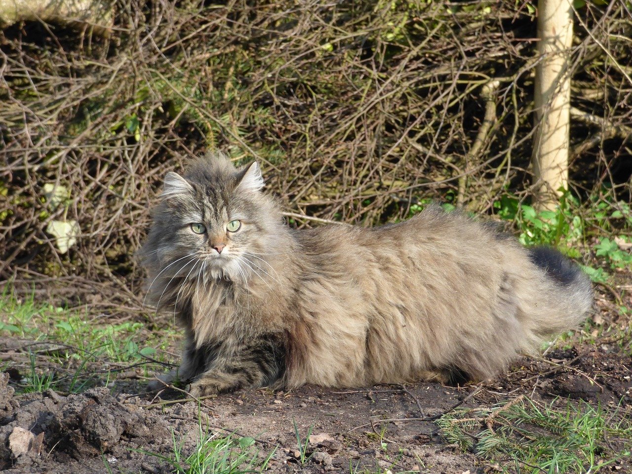 gatto dal pelo bellissimo