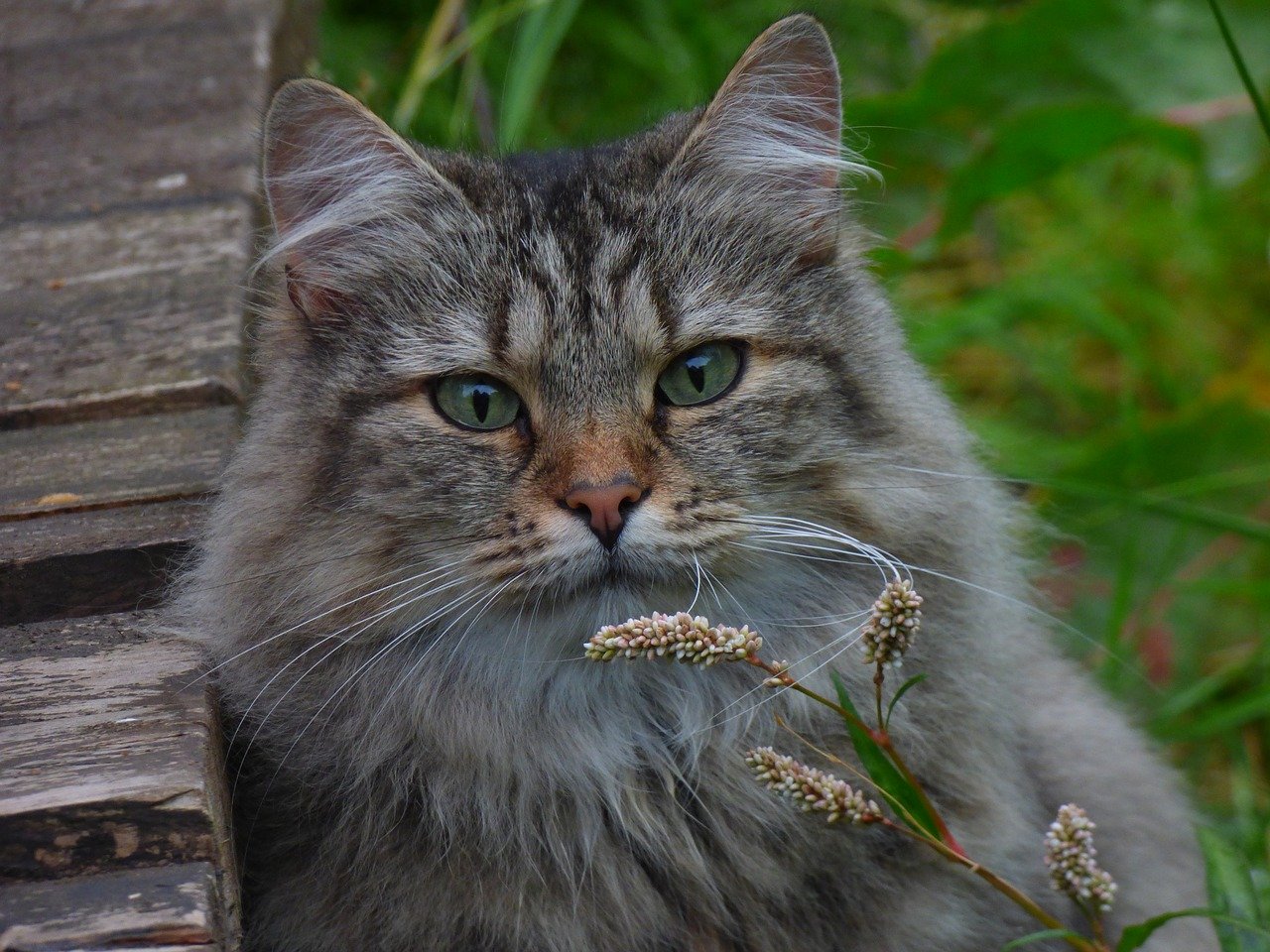 gatto norvegese occhi bellissimi