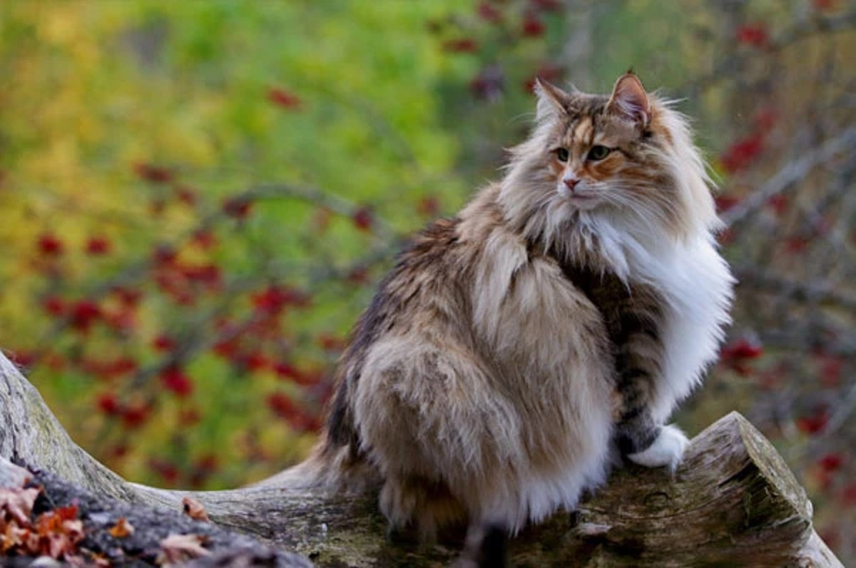 gatto foreste norvegesi manto lunghissimo