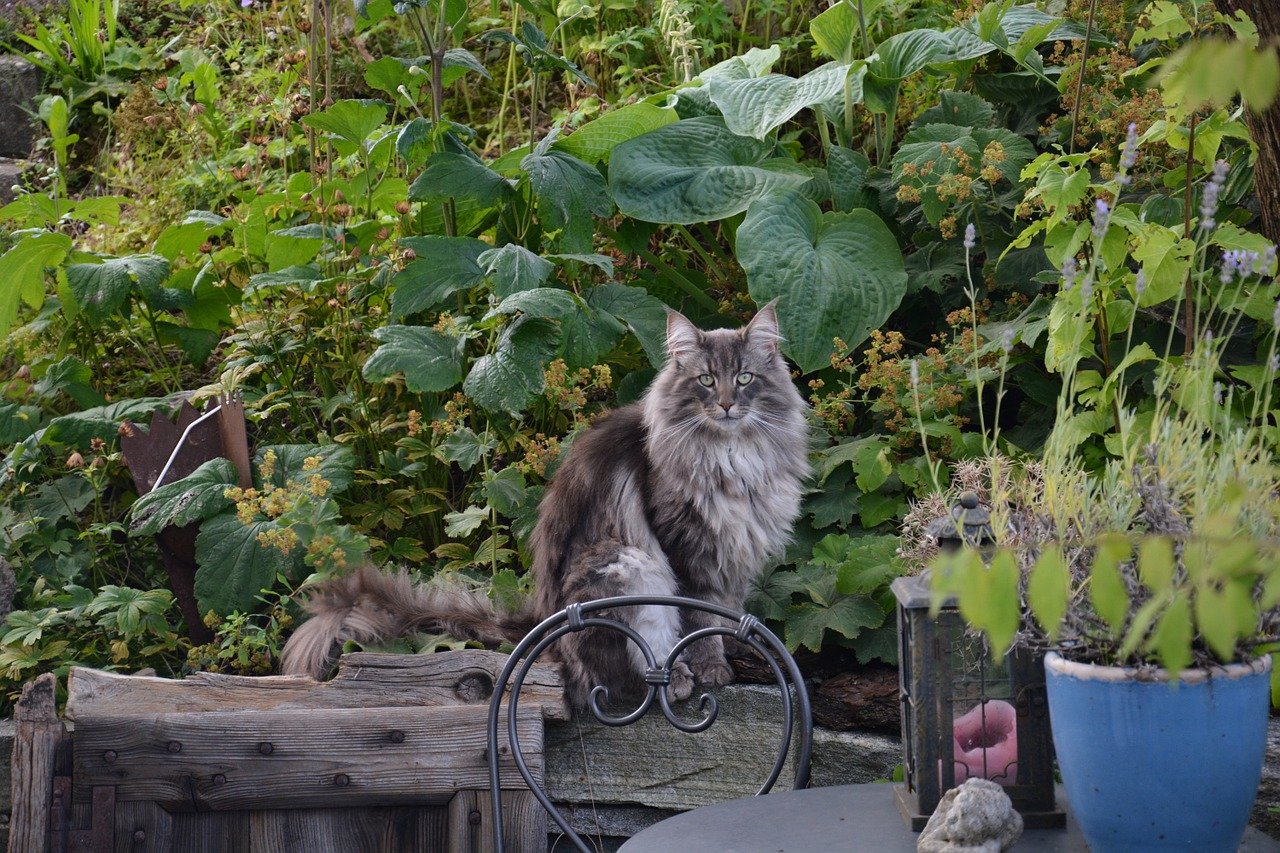 gatto elegante e fiero