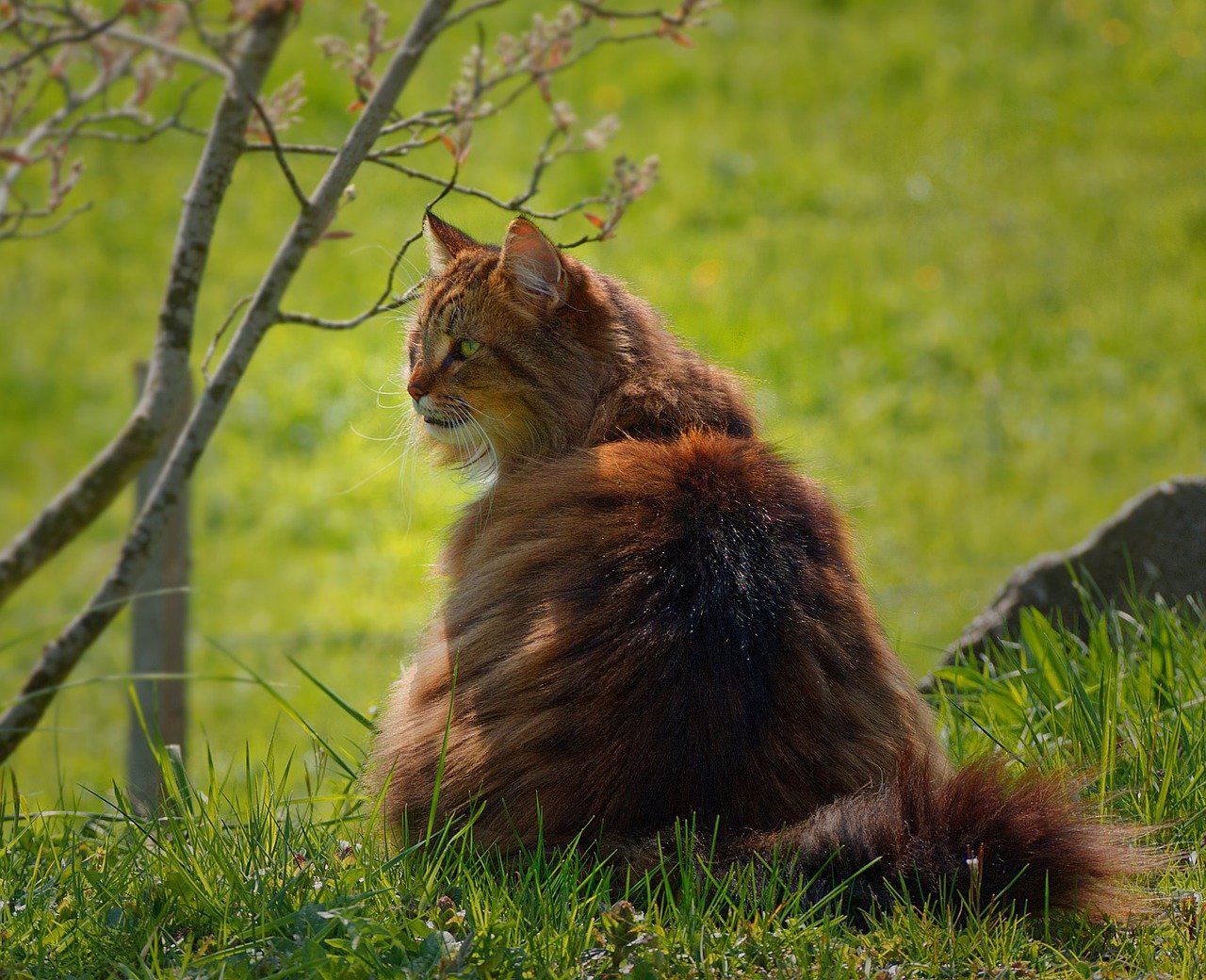 gatto pelo tigrato