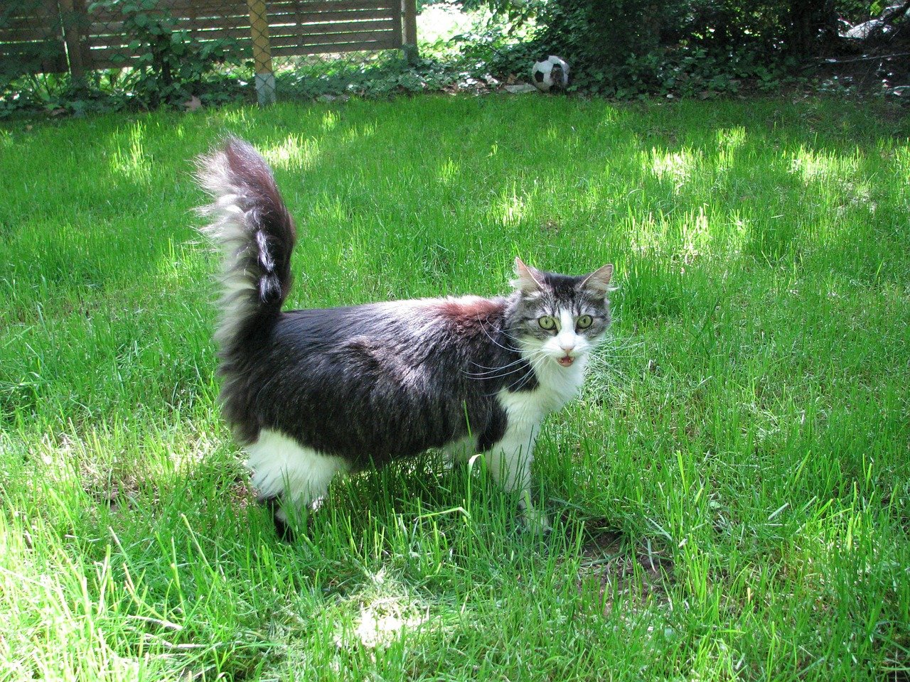 gatto norvegese nell'erba