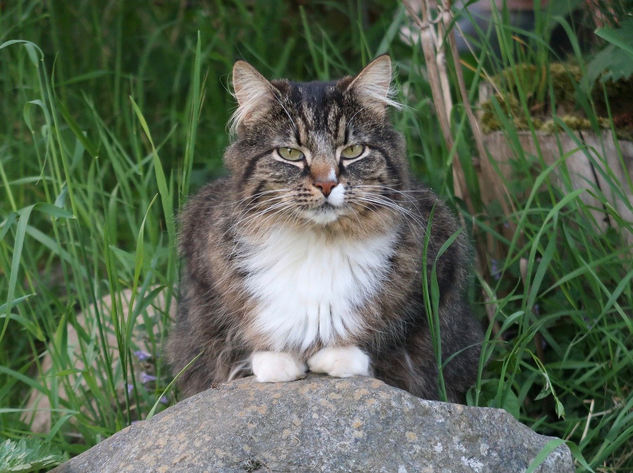 Gatto delle Foreste Norvegesi, quanto vive? Le aspettative e cosa sapere