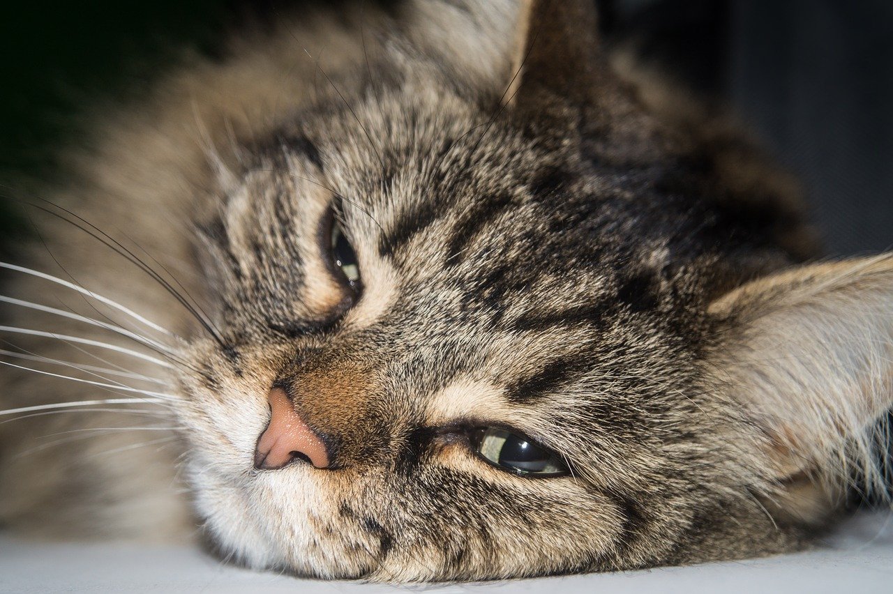 Gatto delle Foreste Norvegesi, salute: cosa sapere per crescerlo sano e forte