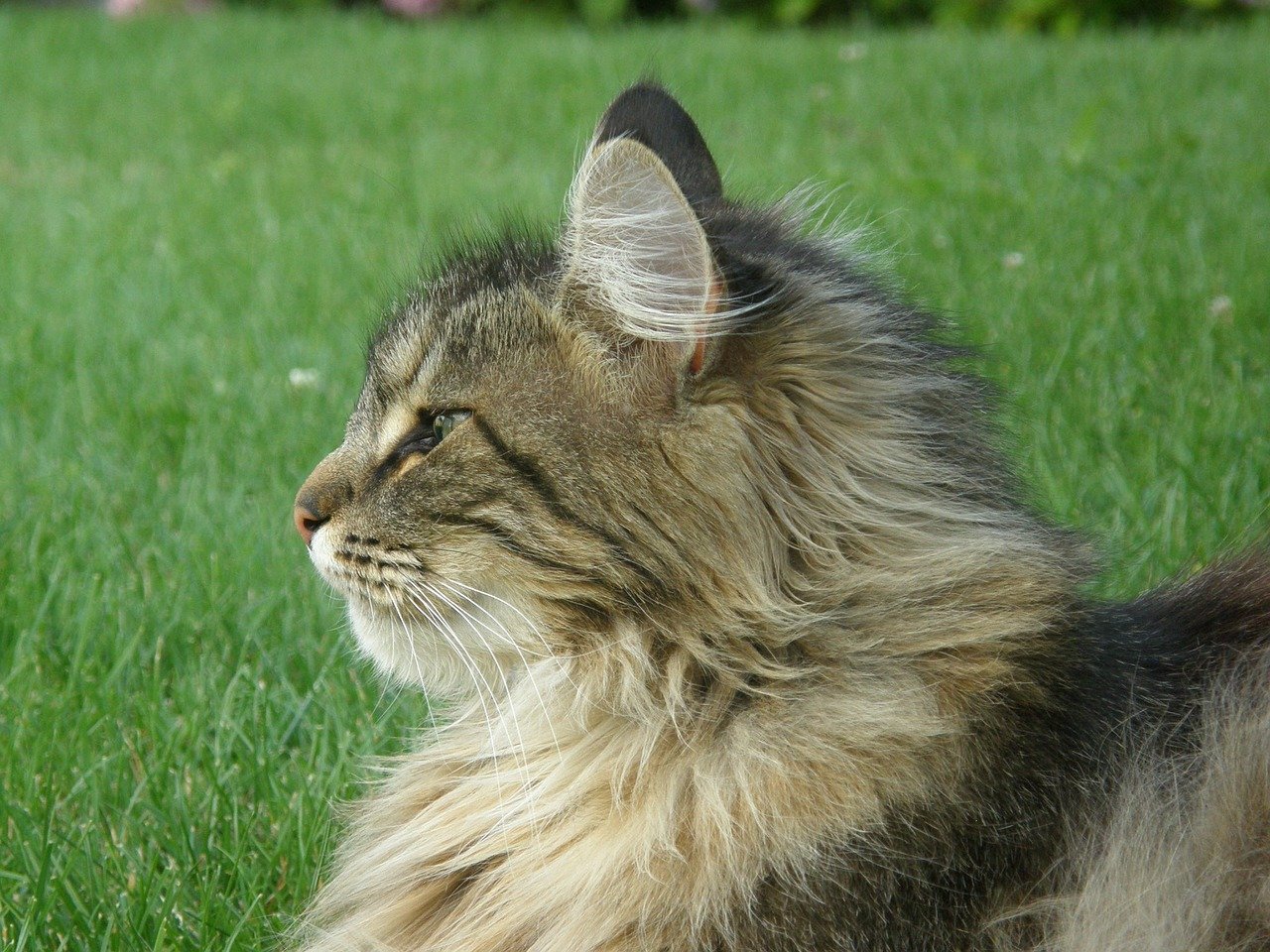 gatto foreste norvegesi cerca qualcosa