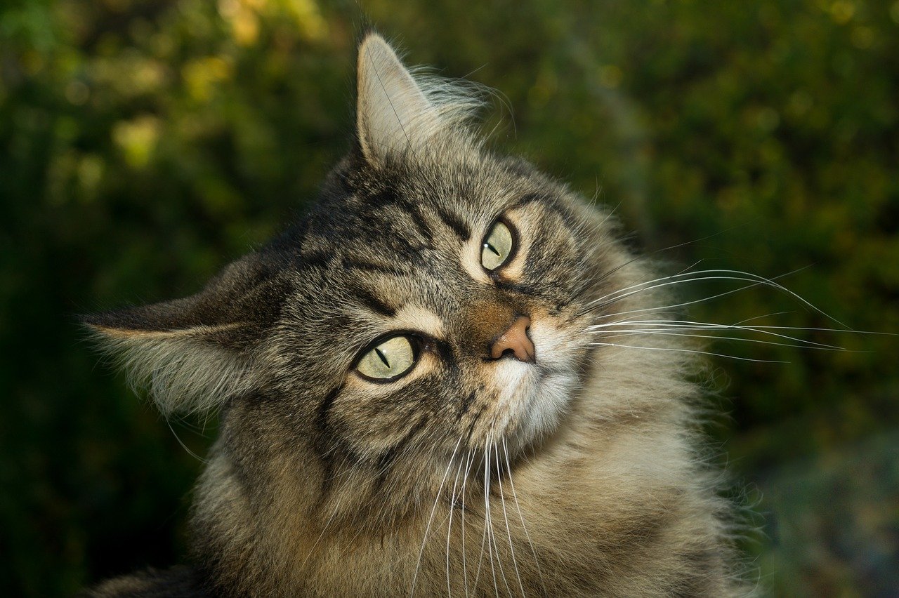 Gatto delle Foreste Norvegesi: storia e origini di questo gatto speciale