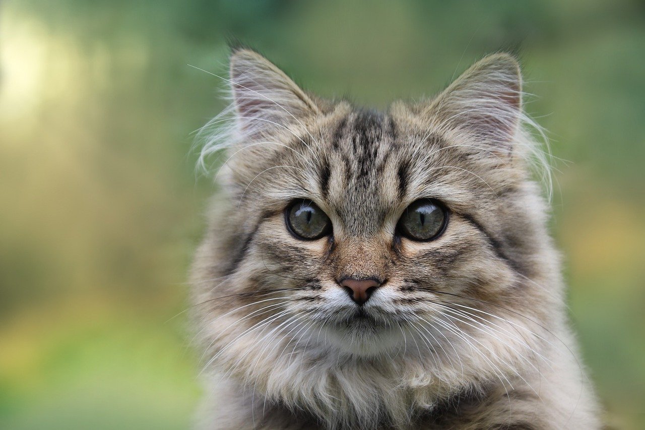 gatto con sguardo curioso