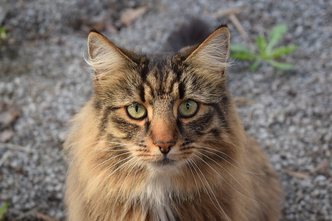 gatto foreste norvegesi dal pelo luminoso