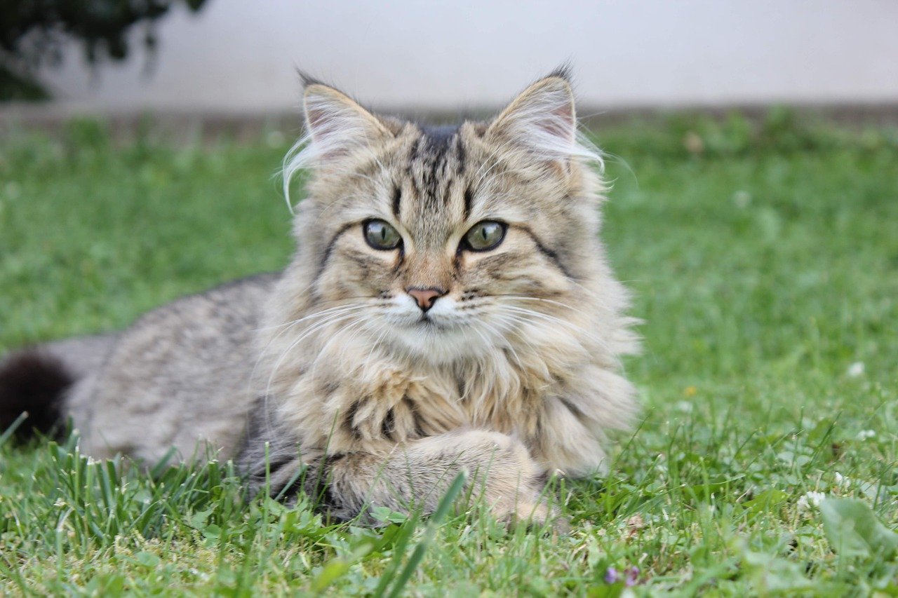 gatto rilassato nell'erba