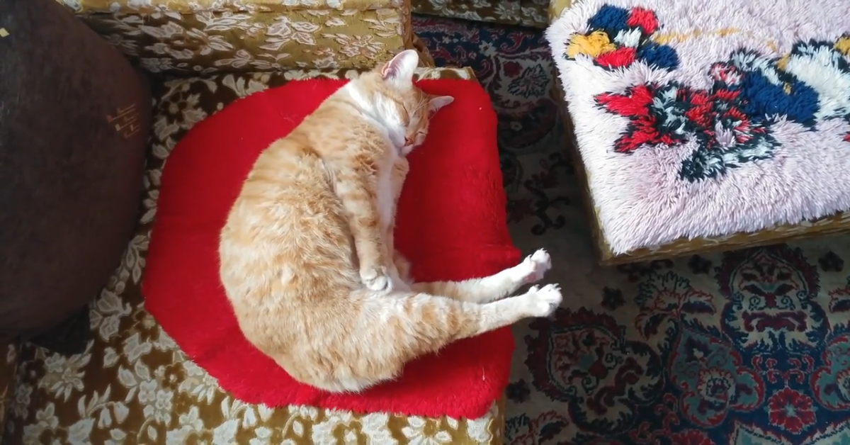 Questo dolce gatto dorme profondamente sul letto (VIDEO)