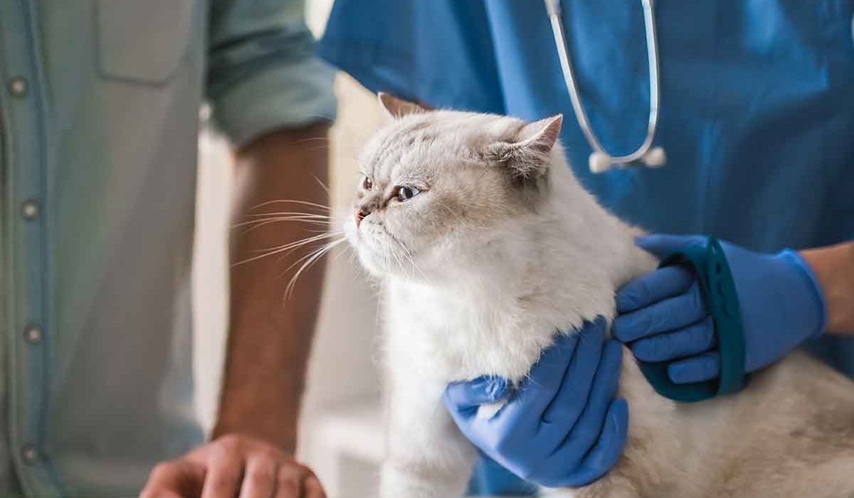 gatto dal veterinario