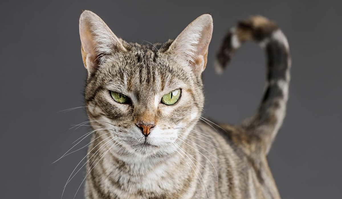 gatto con l'espressione buffa