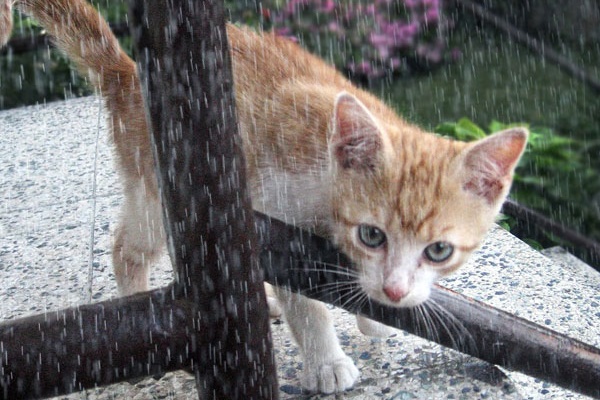 gatto che passeggia sotto la pioggia