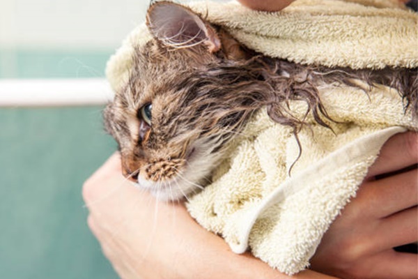 asciugare un gatto bagnato