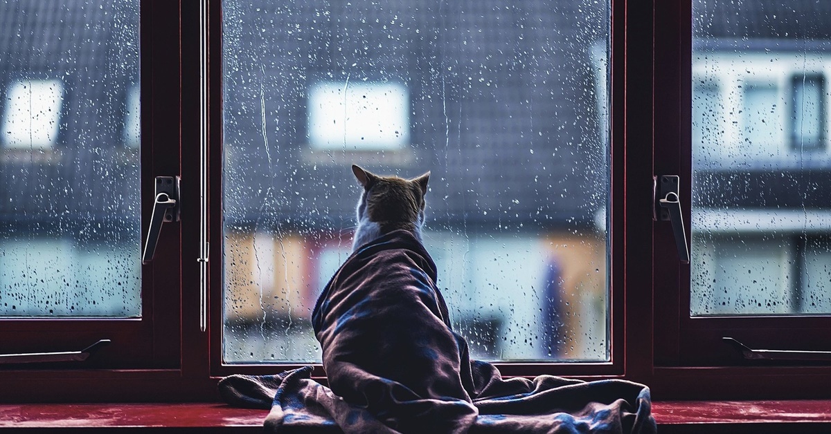 Gatto e pioggia: quali sono i suoi comportamenti più comuni?