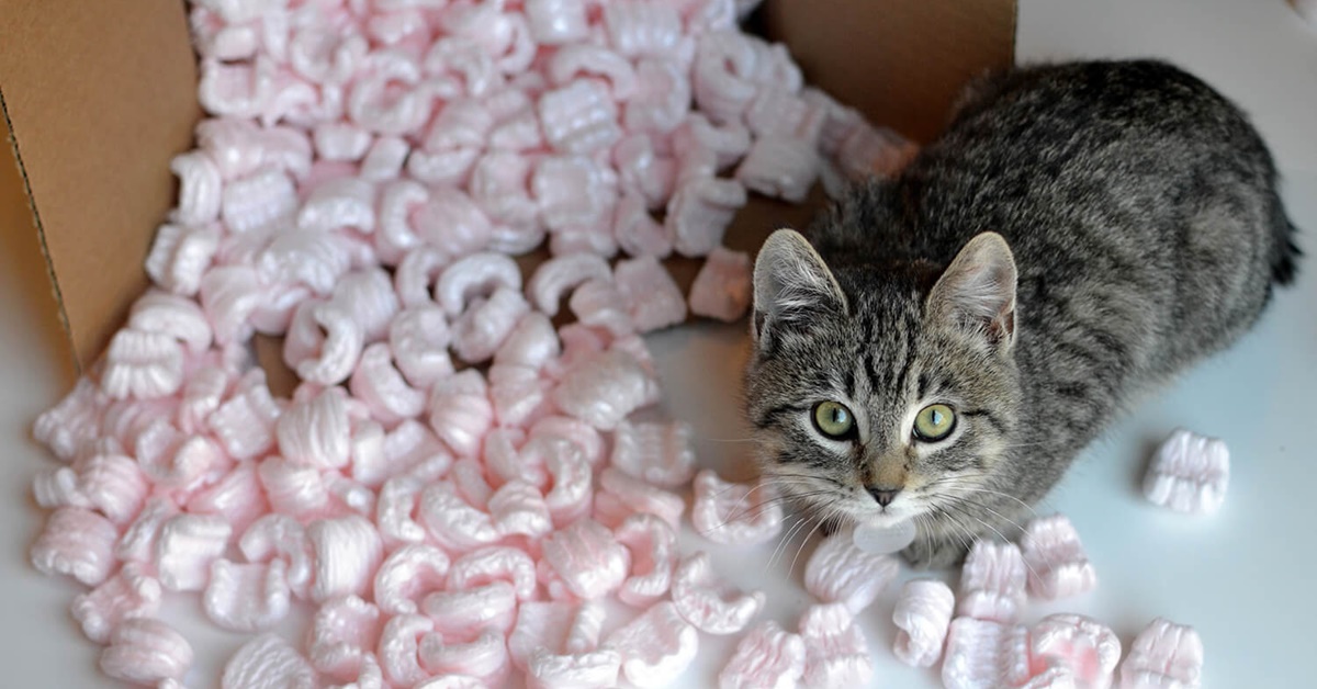 Gatto e trasloco: come rendere il cambio di casa indolore per Micio