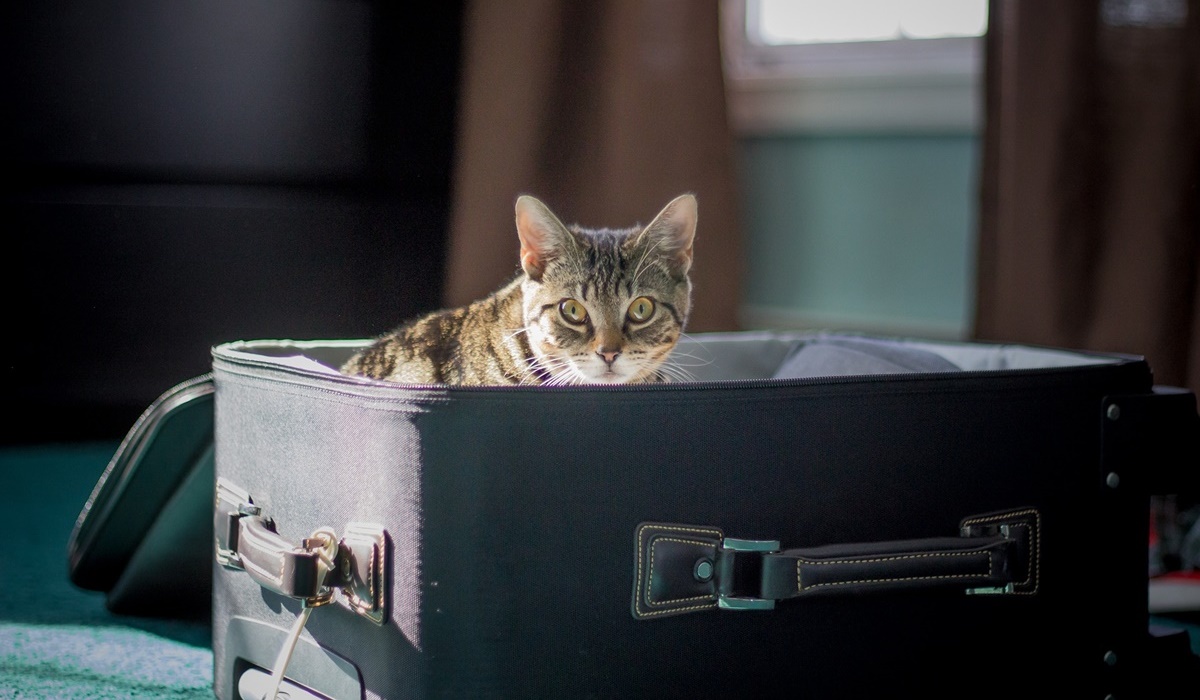 gatto dentro alla valigia