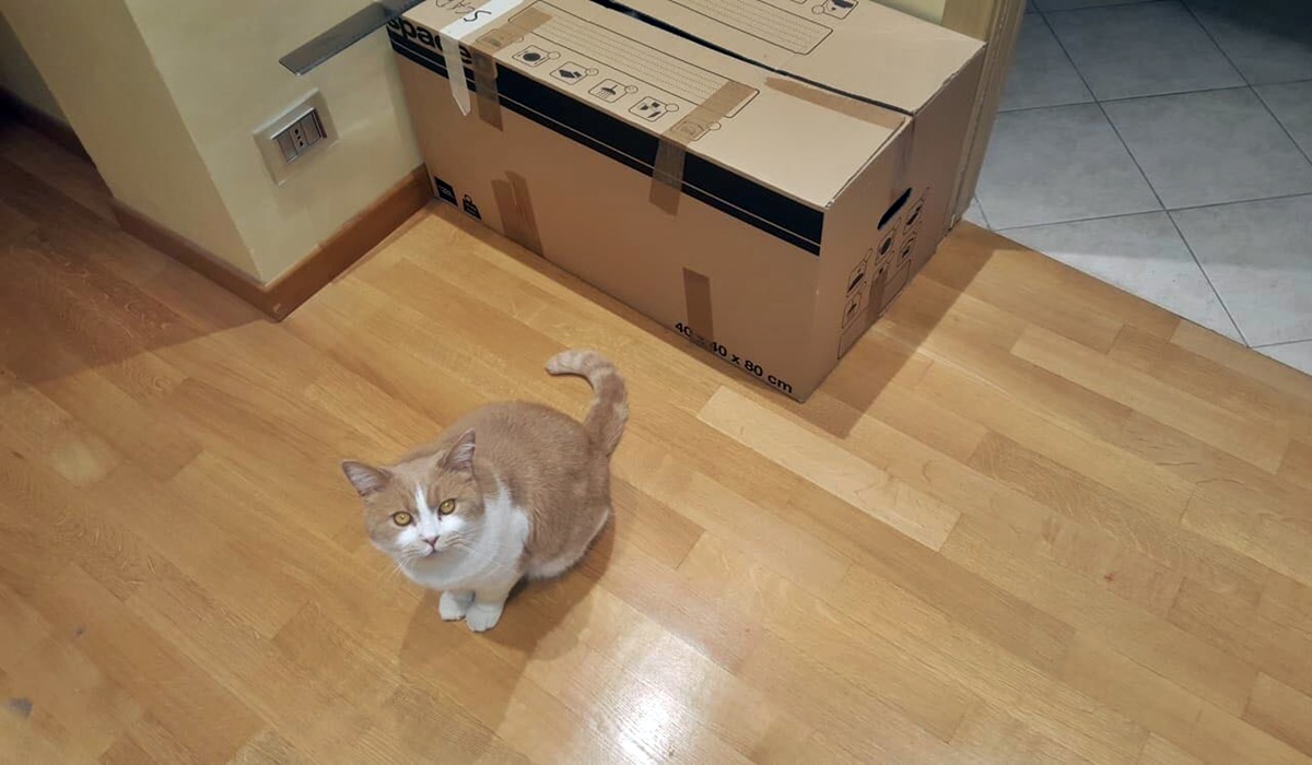gatto bianco e arancione con scatolo