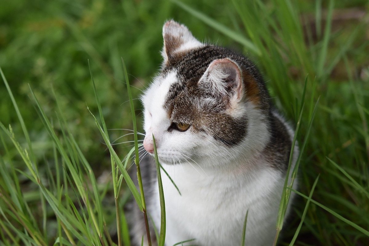 gatto in mezzo all'erba caccia