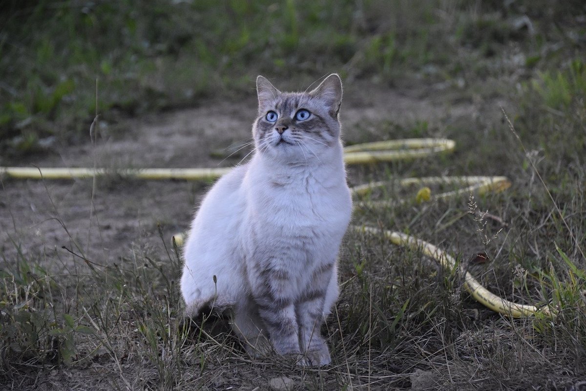 gatto europeo interessato a qualcosa