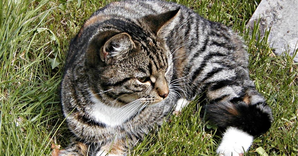 Gatto Europeo, carattere e personalità: conosciamo meglio questa razza