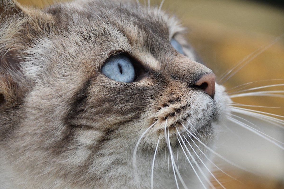 gatto sguardo colore azzurro