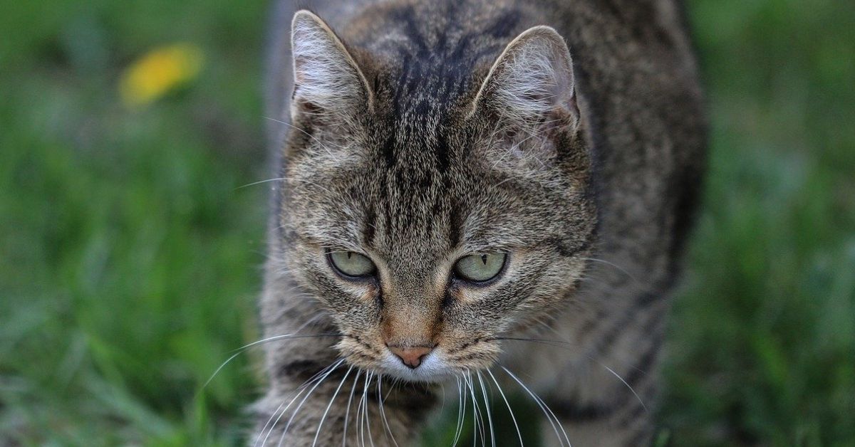 gatto europeo sguardo profondo