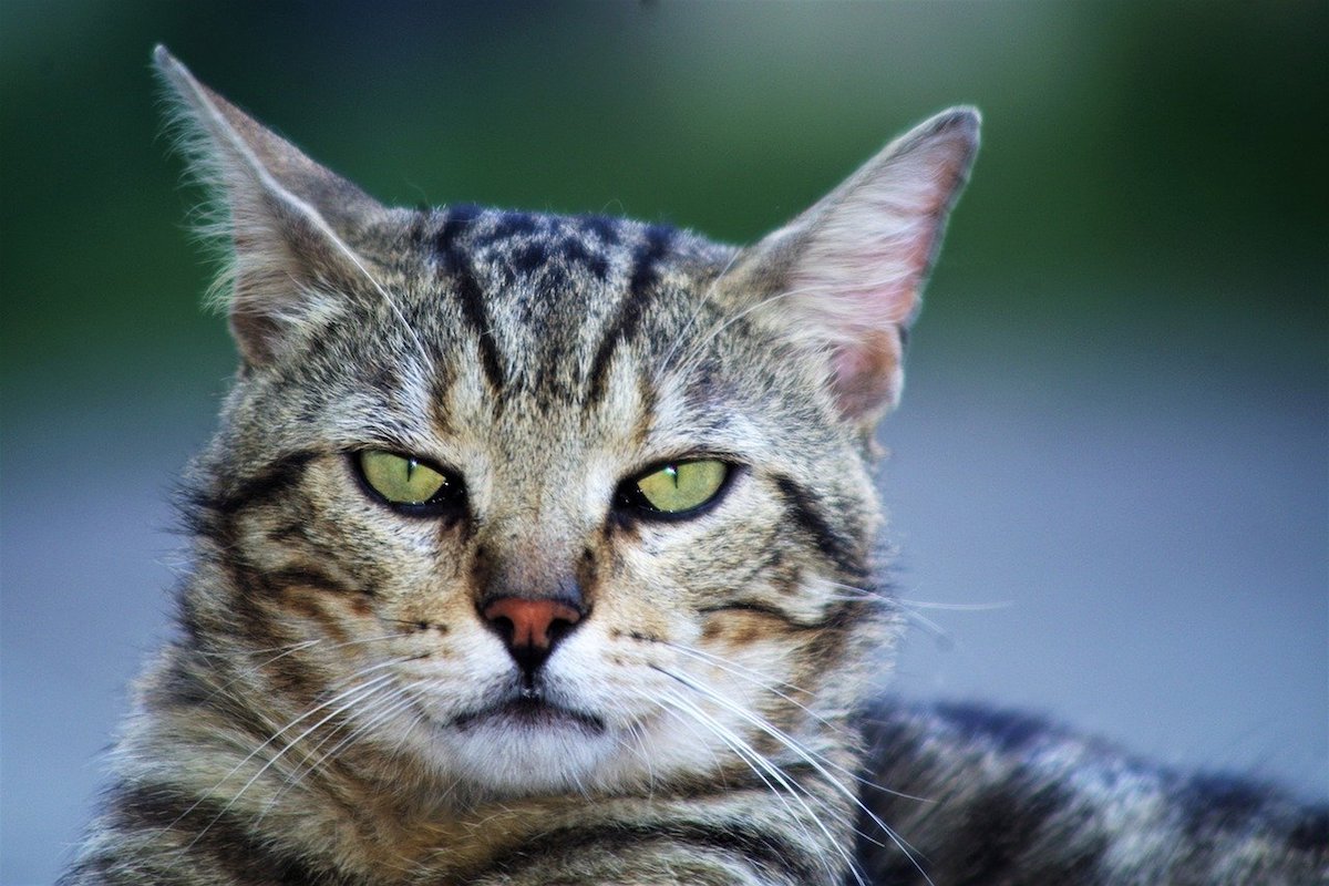 gatto sguardo strano