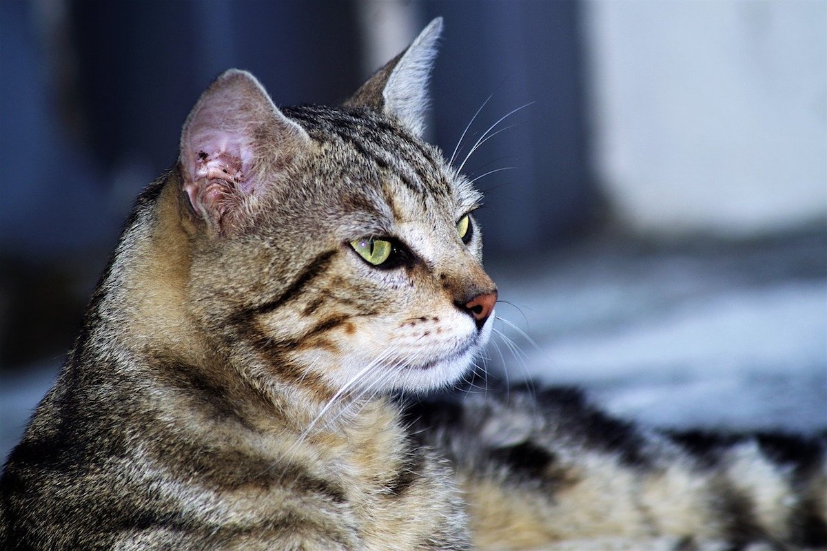 gatto sguardo bello