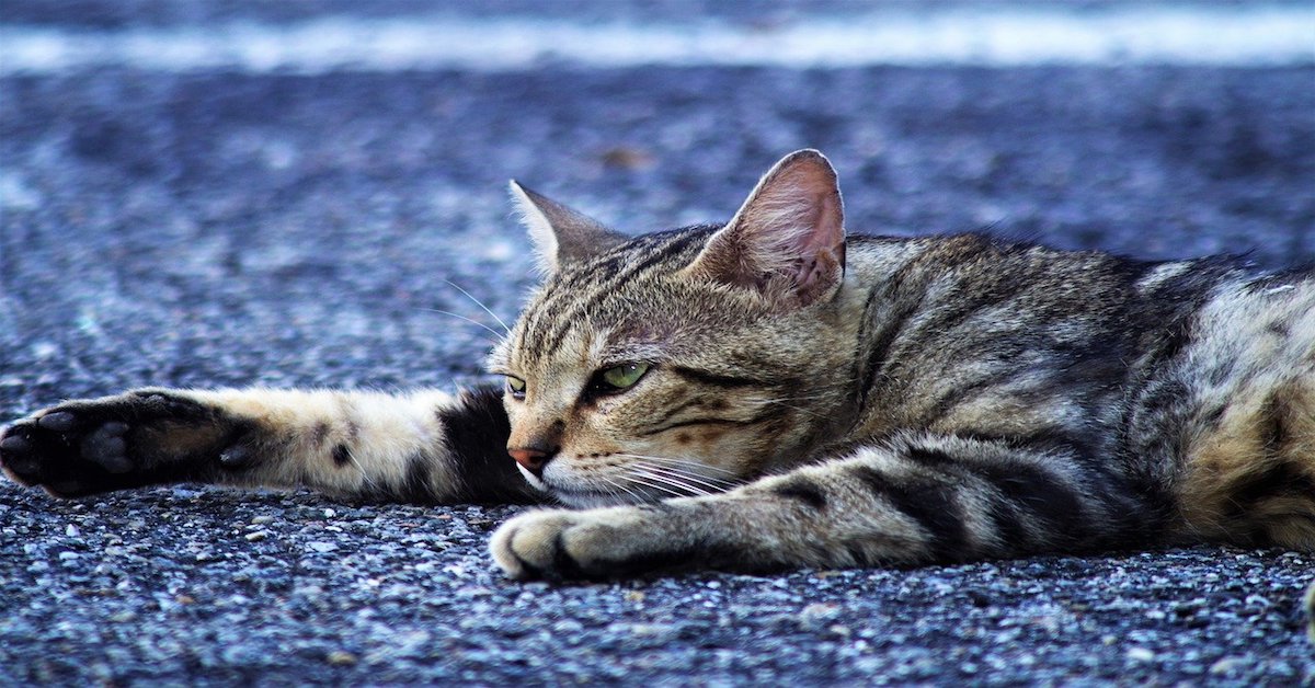 Gatto Europeo e altri animali: con chi può convivere e con chi no