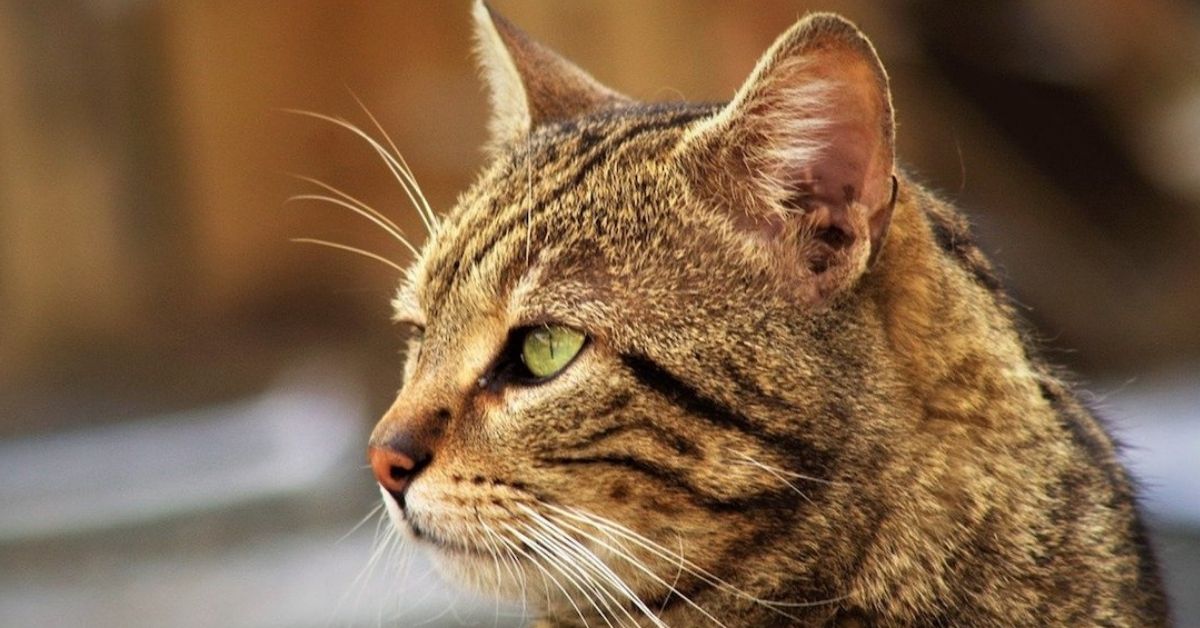 Gatto Europeo, malattie: le più comuni, i sintomi e come prevenirle