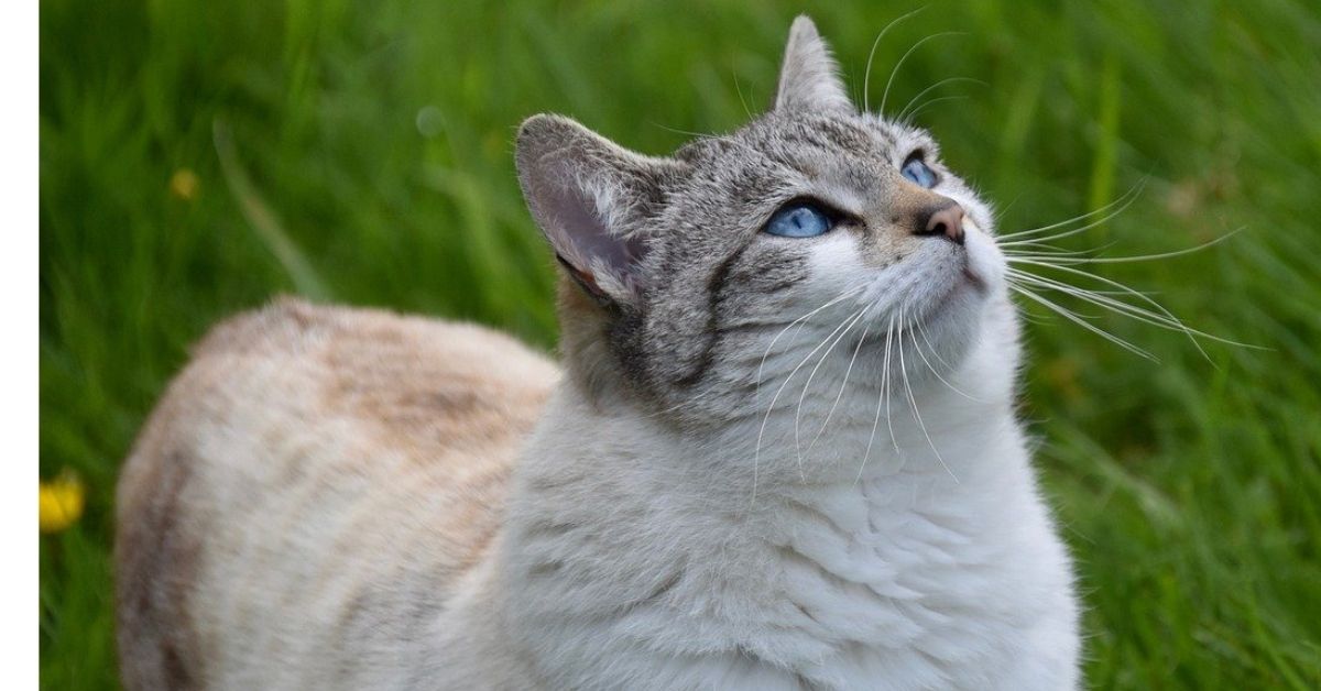 gatto occhi azzurri