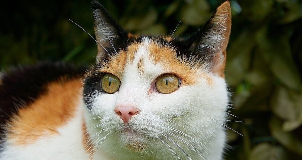 Gatto Europeo, quanto vive? Aspettative, cure e come farlo stare sempre bene