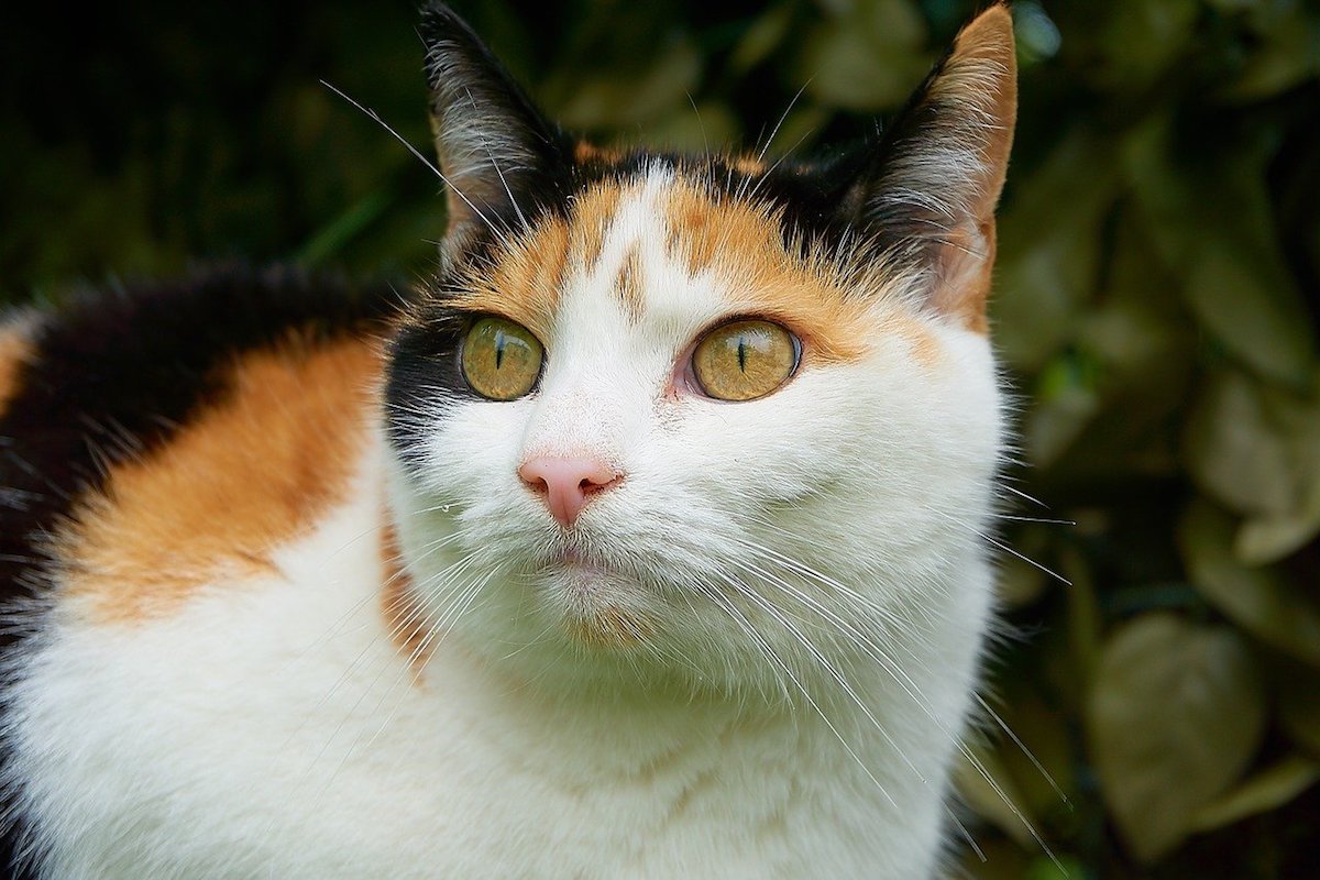 gatto tre colori