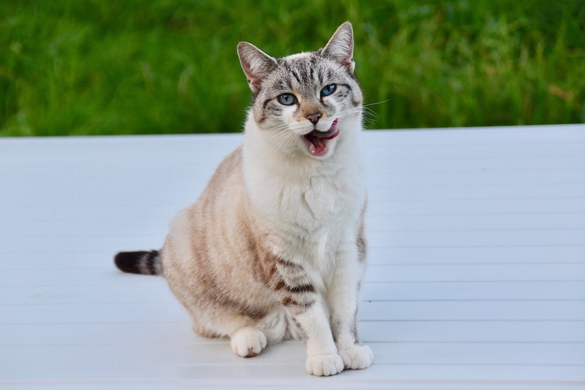 gatto lingua di fuori