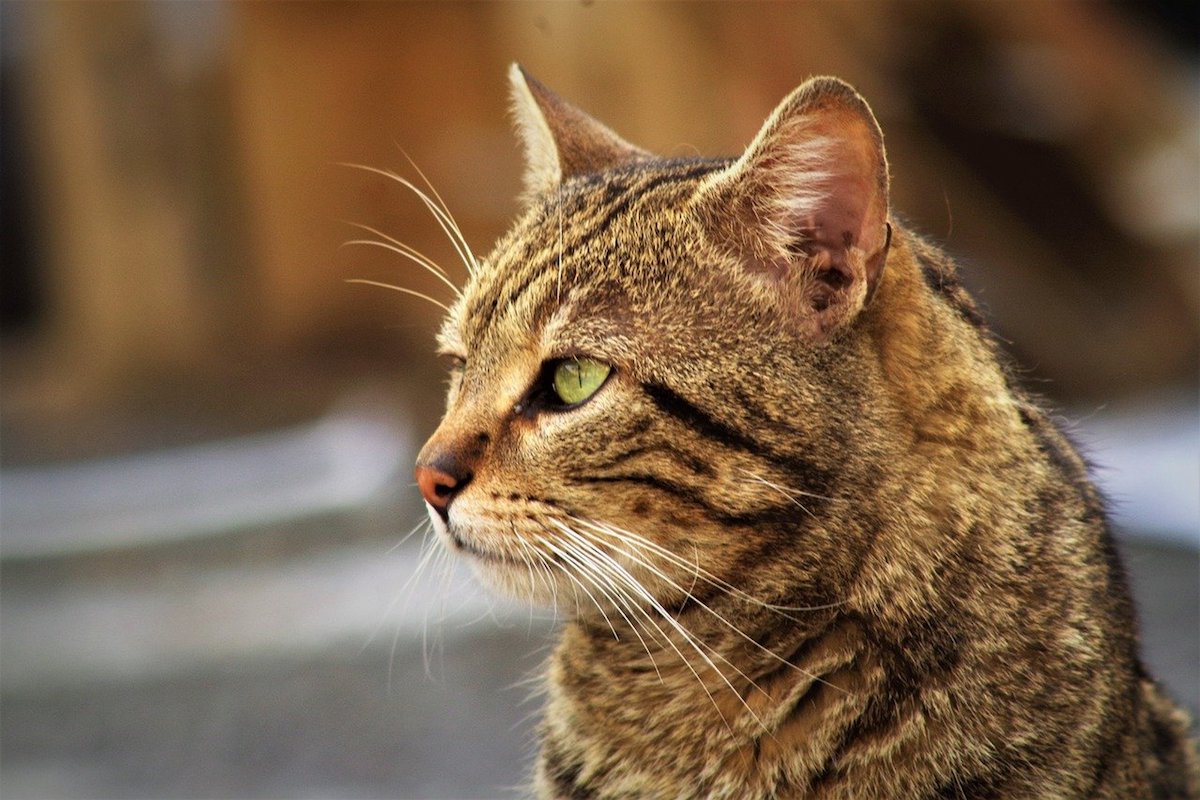 gatto tigrato occhi verdi