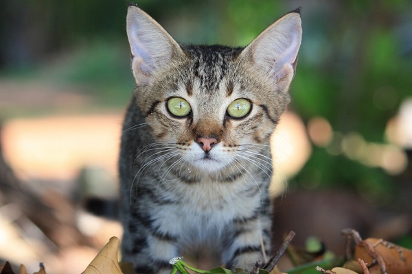 gatto in giardino