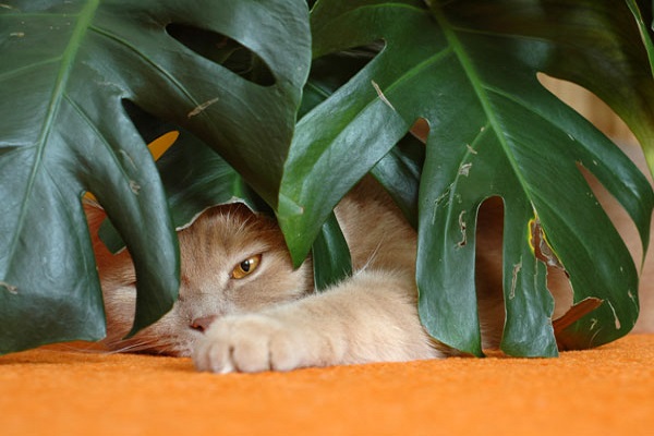 gatto nascosto dietro pianta