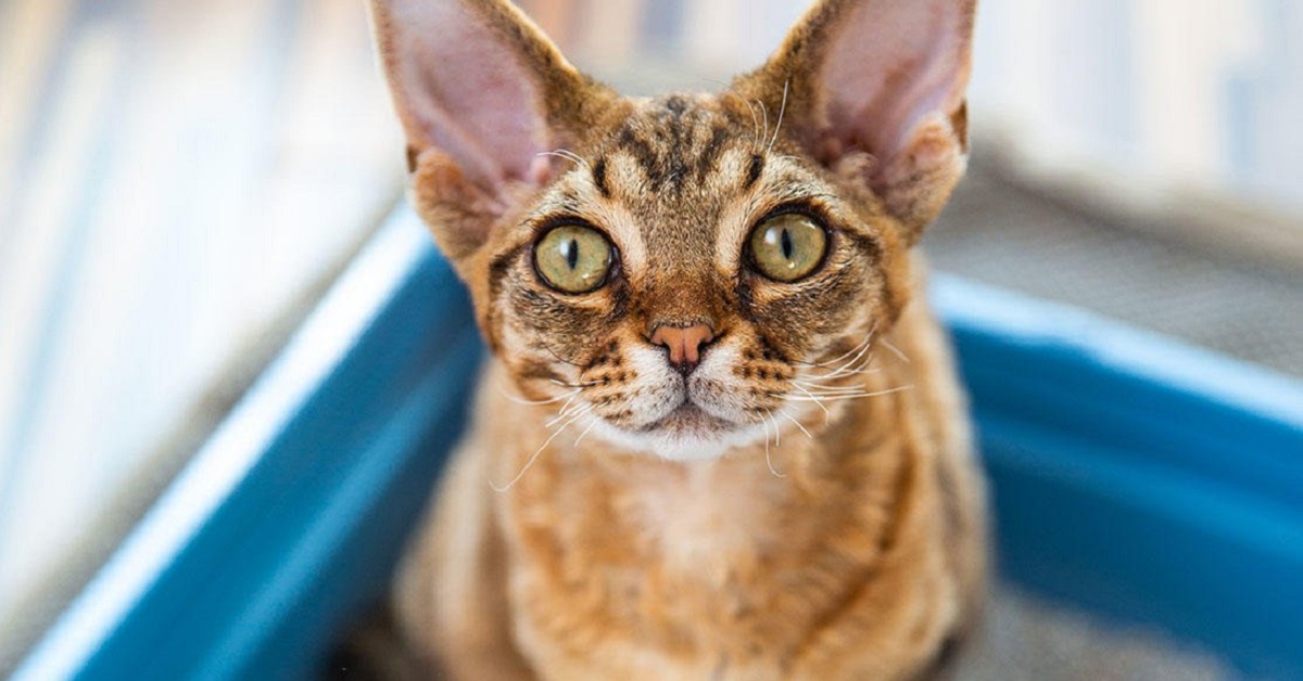 Il gatto gioca con la lettiera: come educarlo e riuscire a farlo smettere