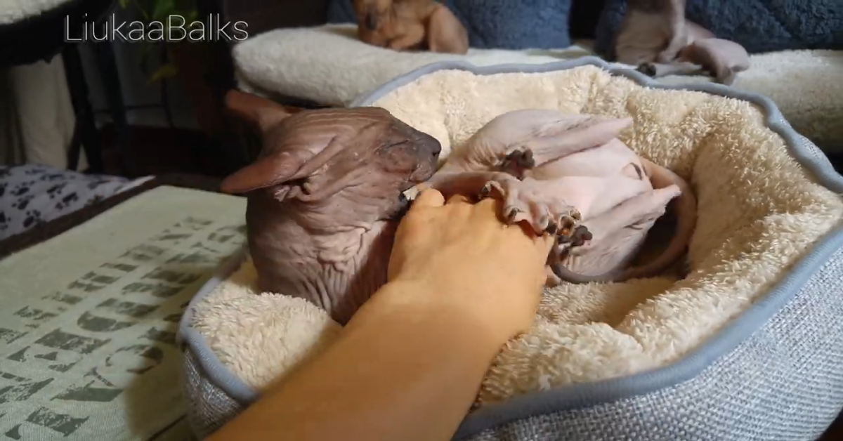 Un dolce gatto gioca con la mano della sua padrona (VIDEO)
