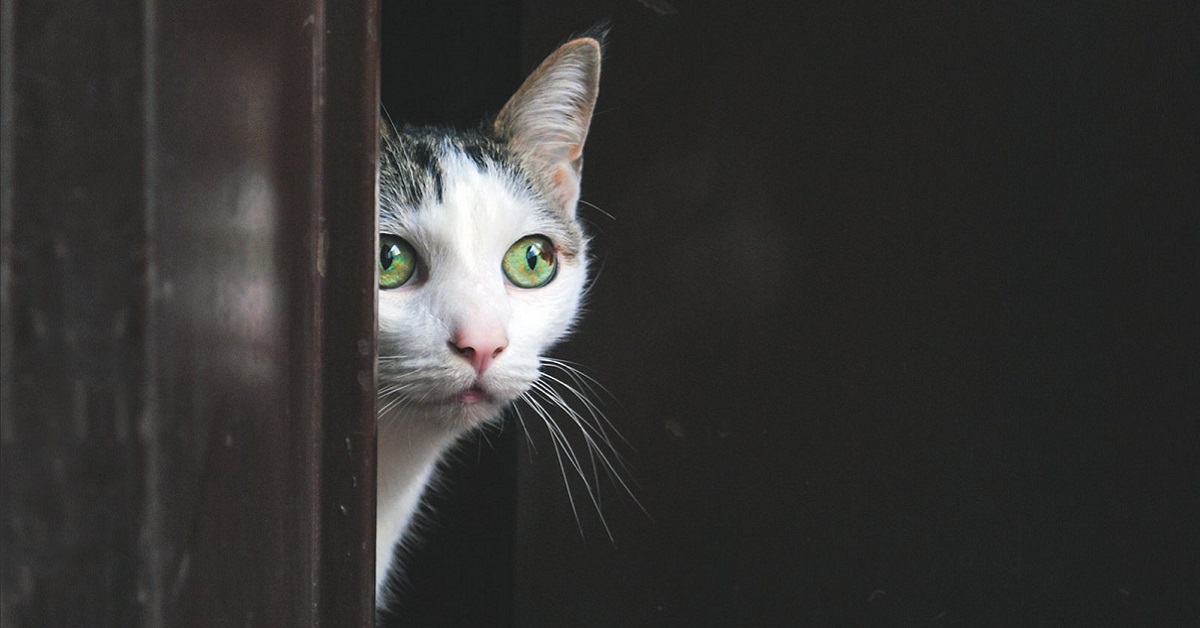 Il gatto ha bisogno di aiuto: ecco quali sono i segnali che ce lo fanno capire