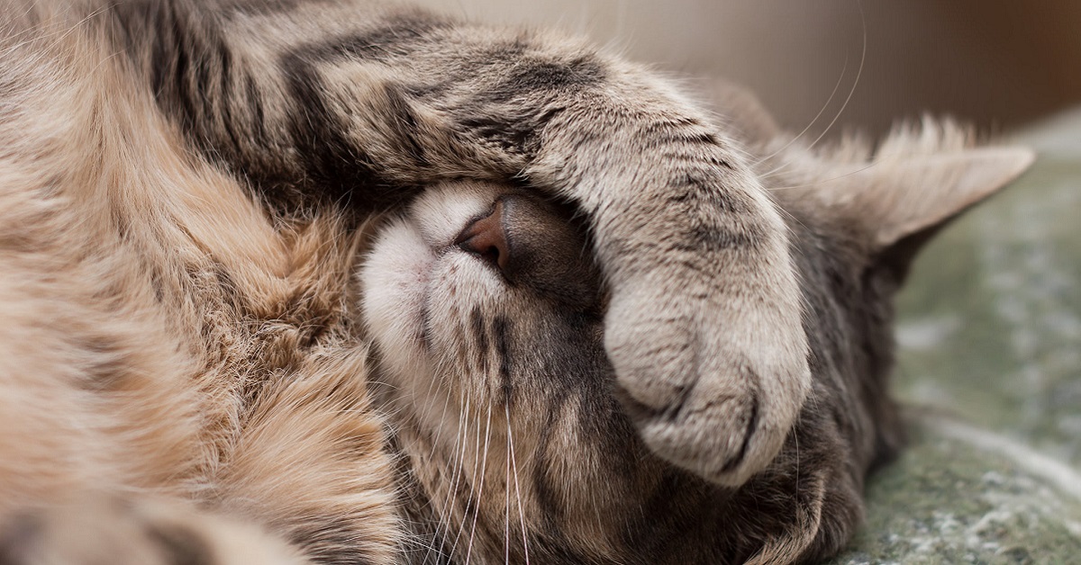 Perché il gatto ha il naso che cola? Che cosa può significare?