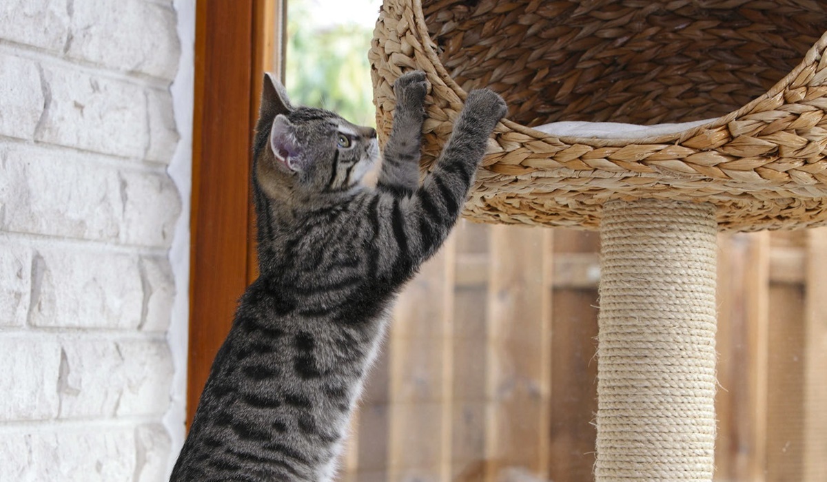 albero tiragraffi per il gatto