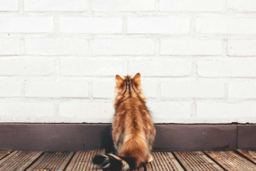 gatto fissa il muro