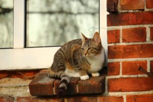 Perché il gatto lecca il muro e cosa fare?