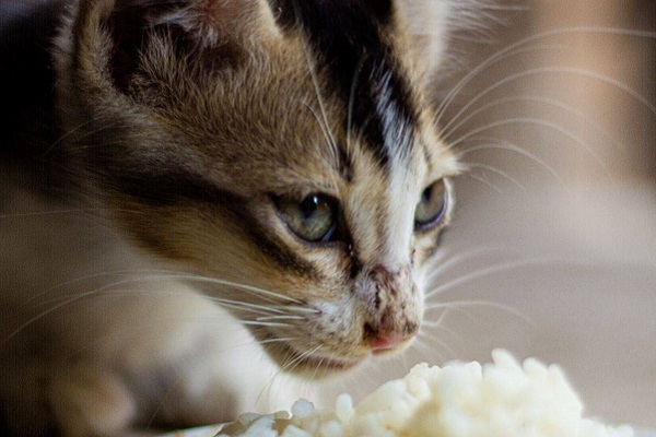 gatto che mangia il riso