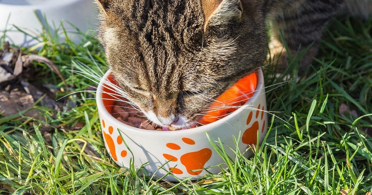 Il gatto mangia troppo velocemente: cosa fare e come aiutarlo a rallentare
