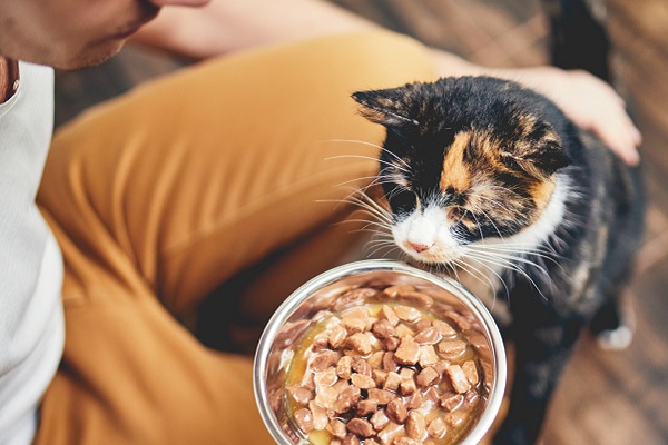 gatto che mangia con il padrone