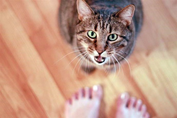 gatto anziano che comunica alla padrona il suo malessere