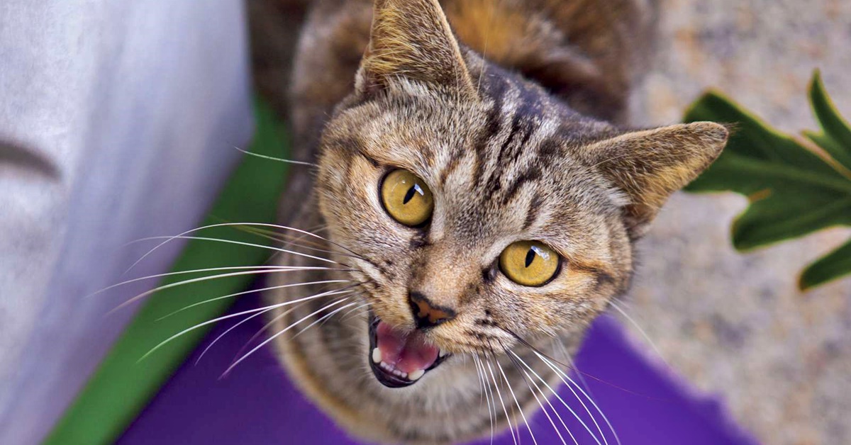 Il gatto miagola forte dopo aver mangiato? Perché lo fa